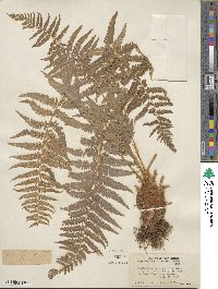 Dryopteris filix-mas image