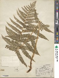 Dryopteris filix-mas image