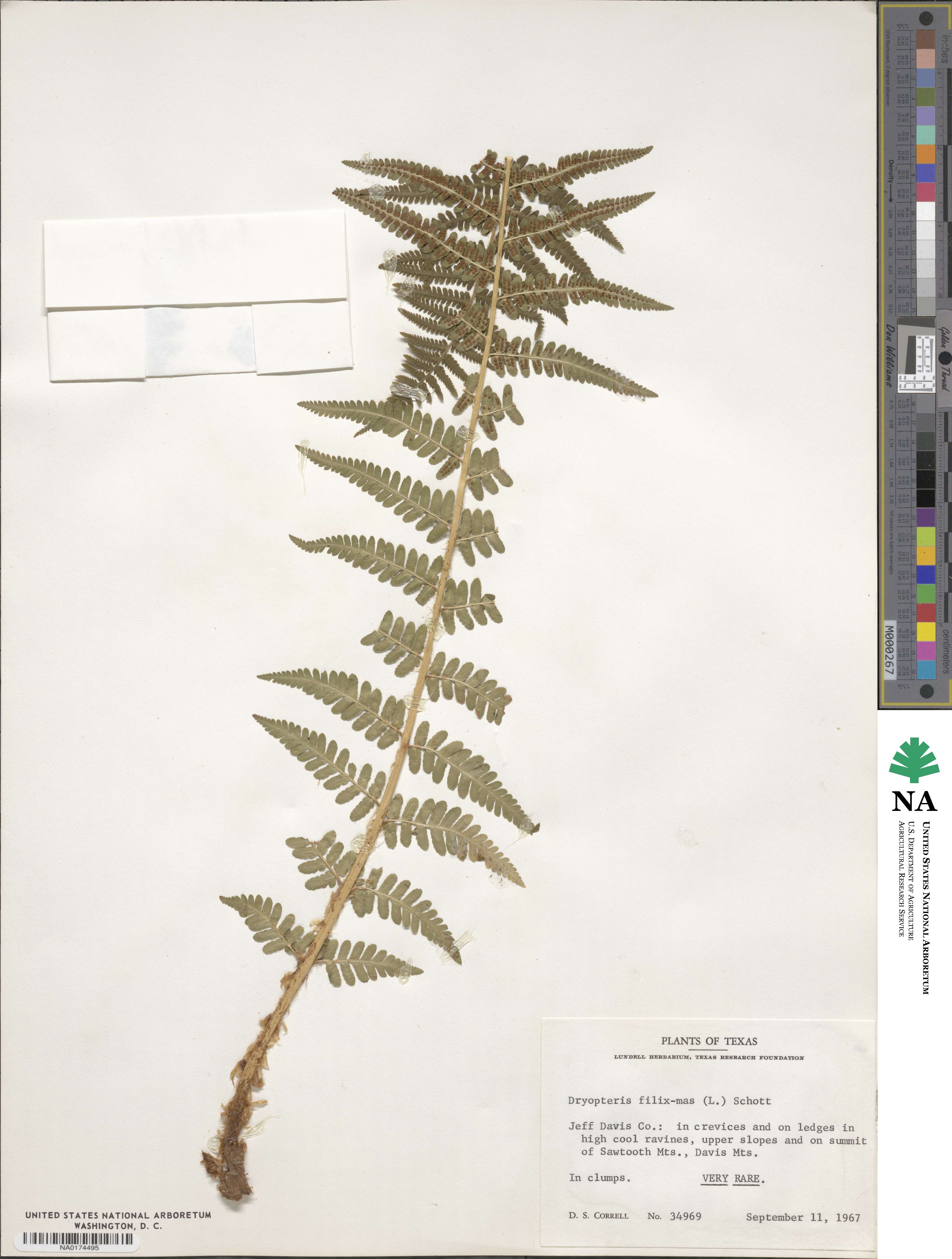 Dryopteris filix-mas image