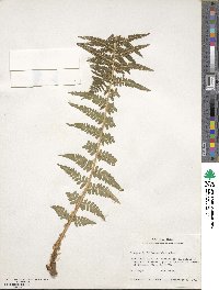 Dryopteris filix-mas image