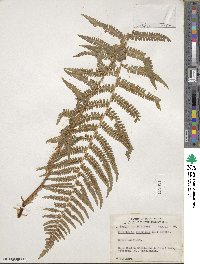 Dryopteris filix-mas image