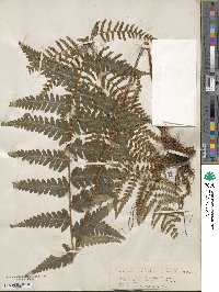 Dryopteris ludoviciana image