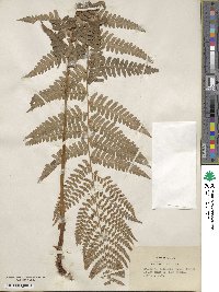 Dryopteris ludoviciana image