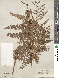 Dryopteris ludoviciana image