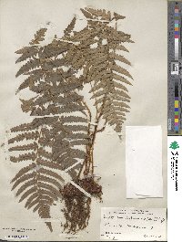 Dryopteris ludoviciana image