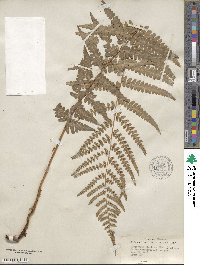 Dryopteris ludoviciana image