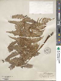 Dryopteris ludoviciana image