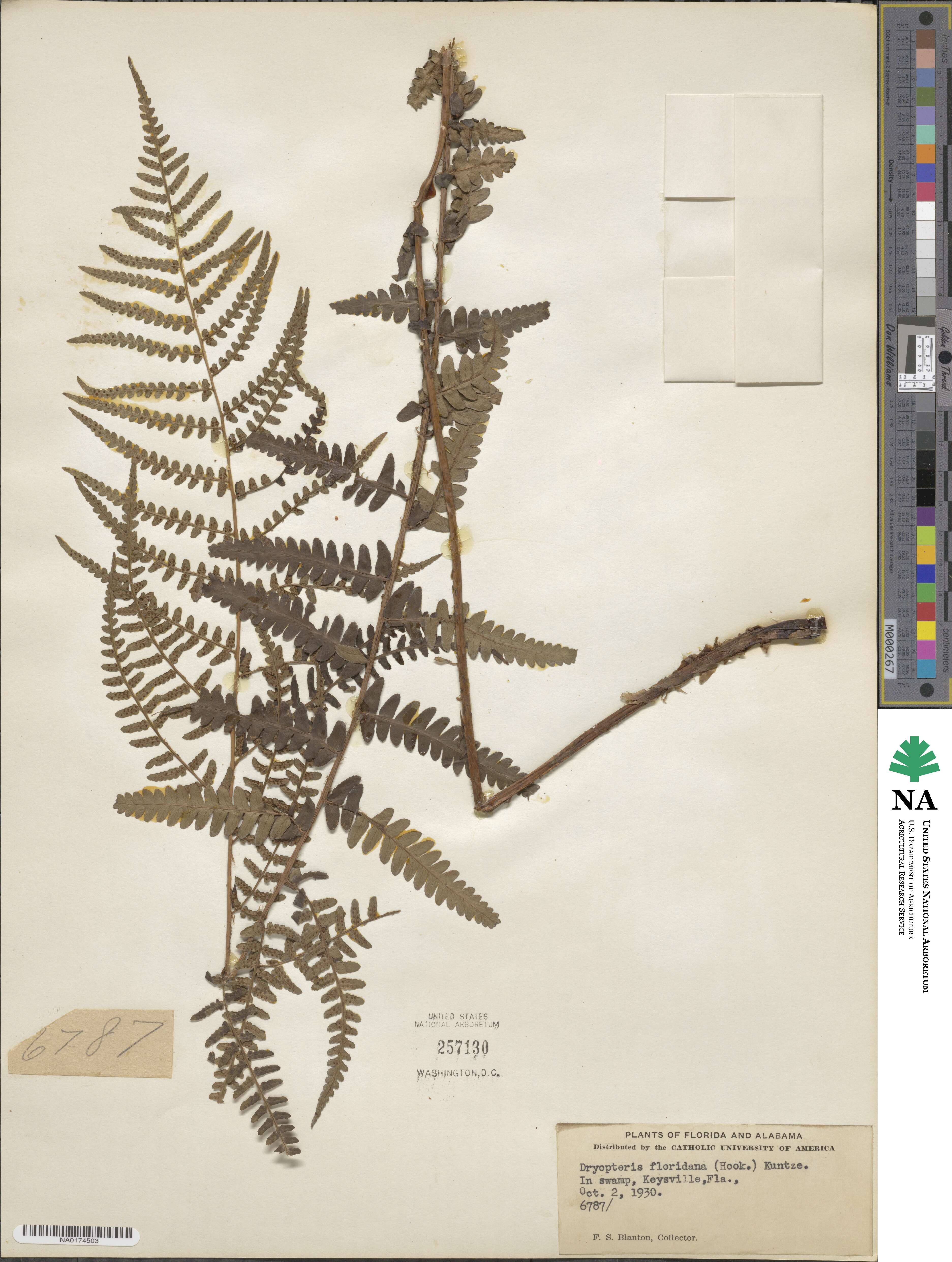 Dryopteris ludoviciana image