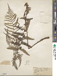 Dryopteris ludoviciana image