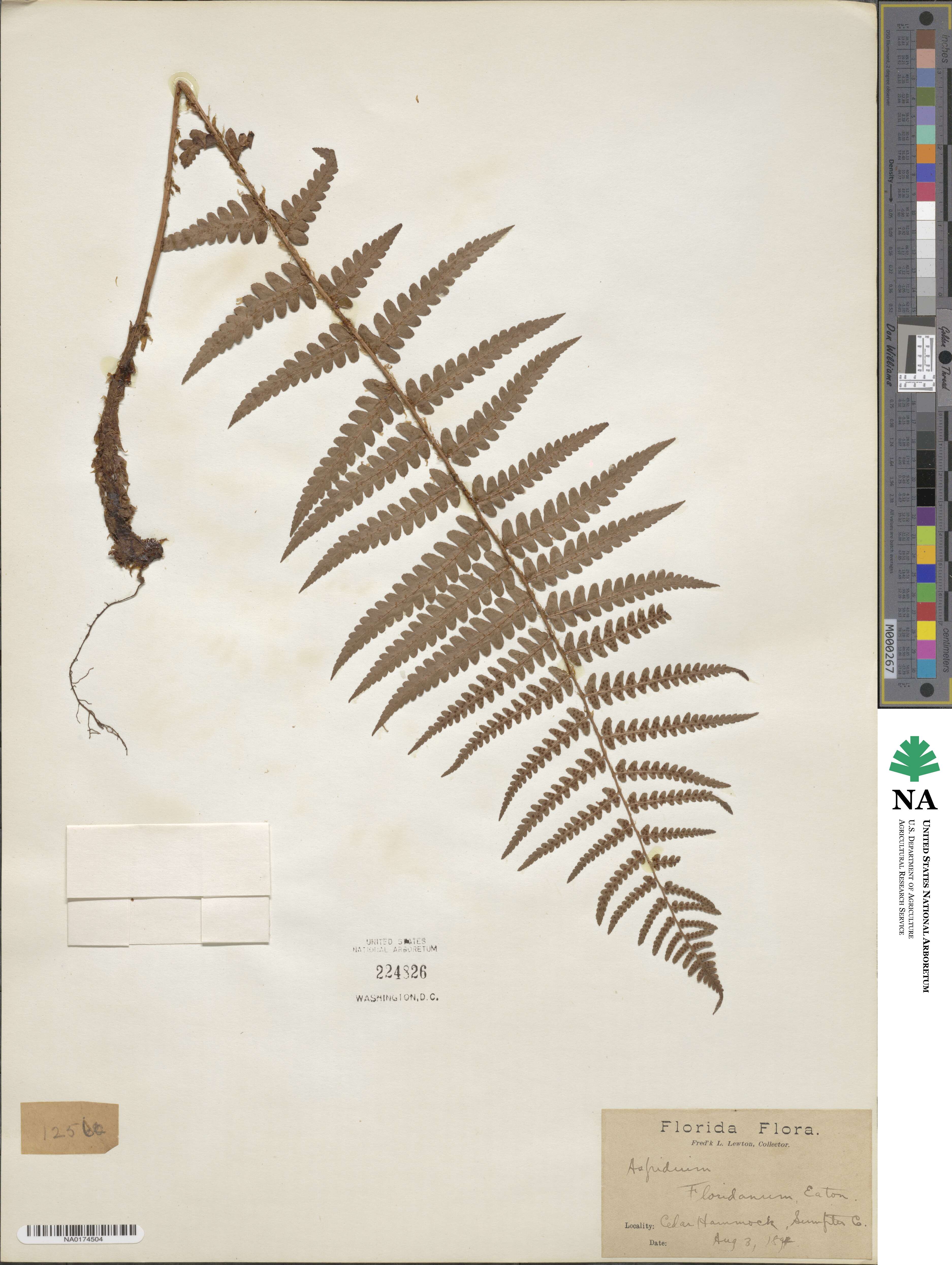 Dryopteris ludoviciana image