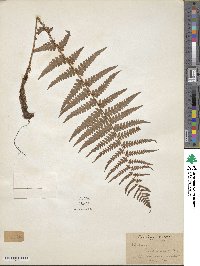 Dryopteris ludoviciana image