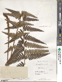 Dryopteris ludoviciana image