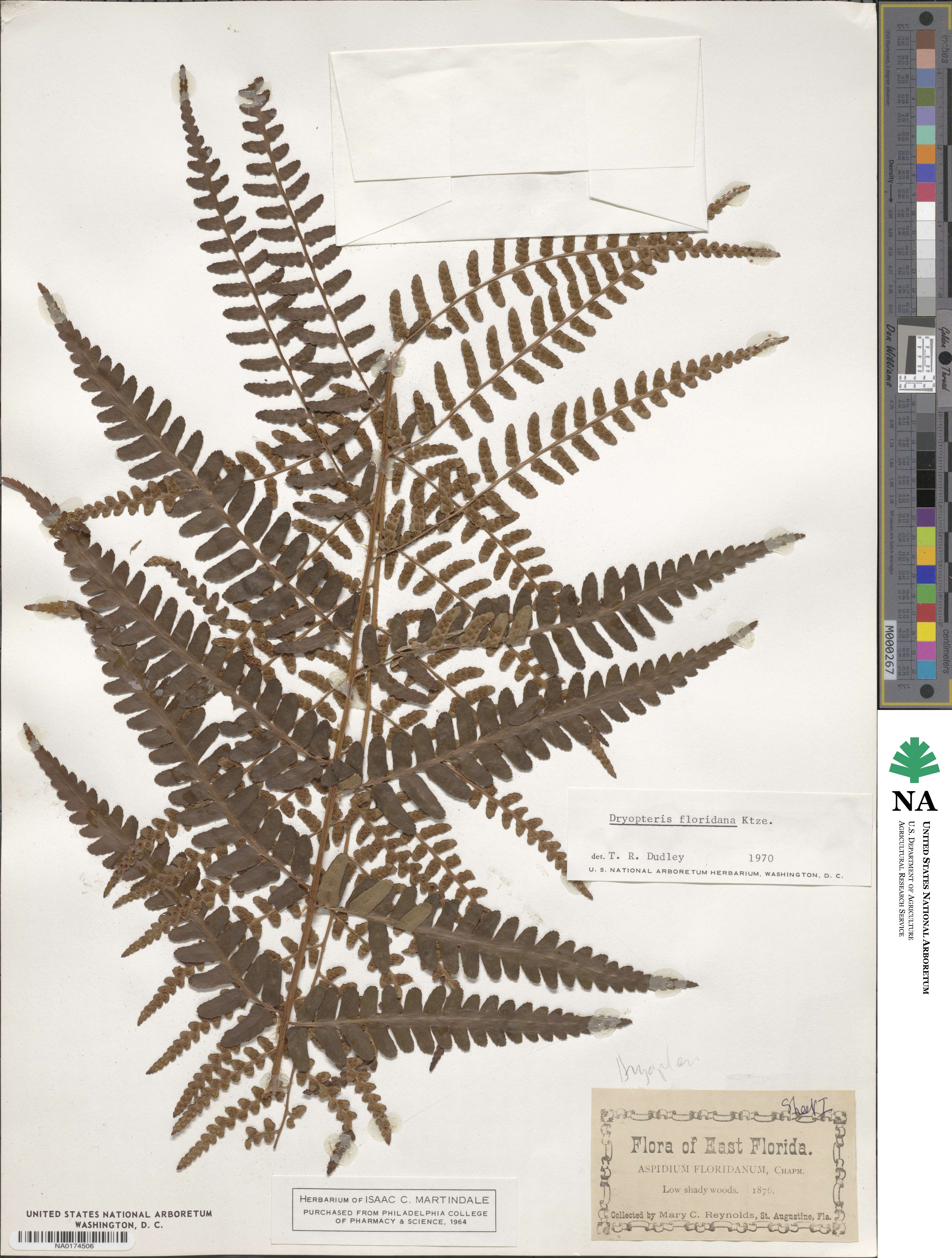 Dryopteris ludoviciana image