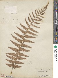 Dryopteris ludoviciana image