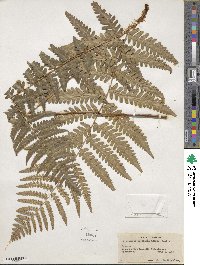 Dryopteris ludoviciana image