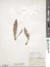 Dryopteris fragrans image