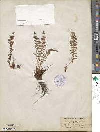 Dryopteris fragrans image