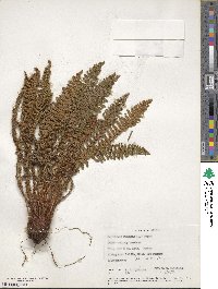 Dryopteris fragrans image