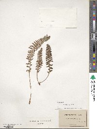 Dryopteris fragrans image