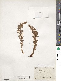 Dryopteris fragrans image