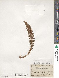 Dryopteris fragrans image