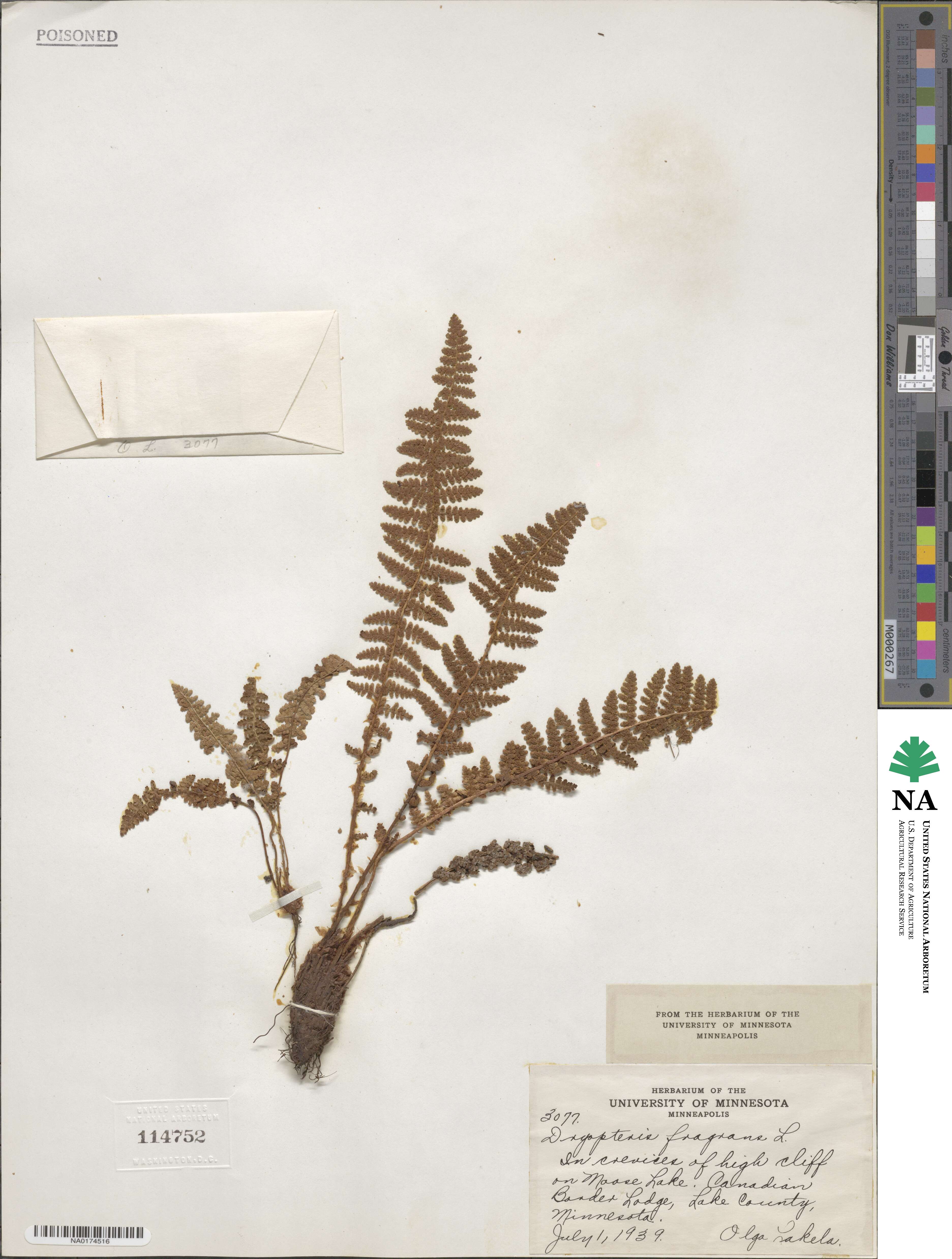 Dryopteris fragrans image