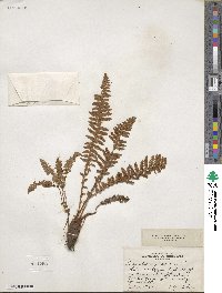 Dryopteris fragrans image