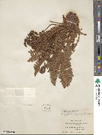 Dryopteris fragrans image