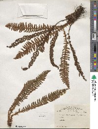 Dryopteris fragrans image