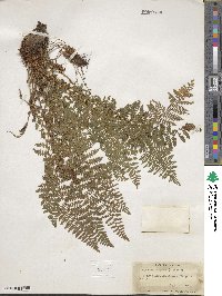 Dryopteris fragrans image