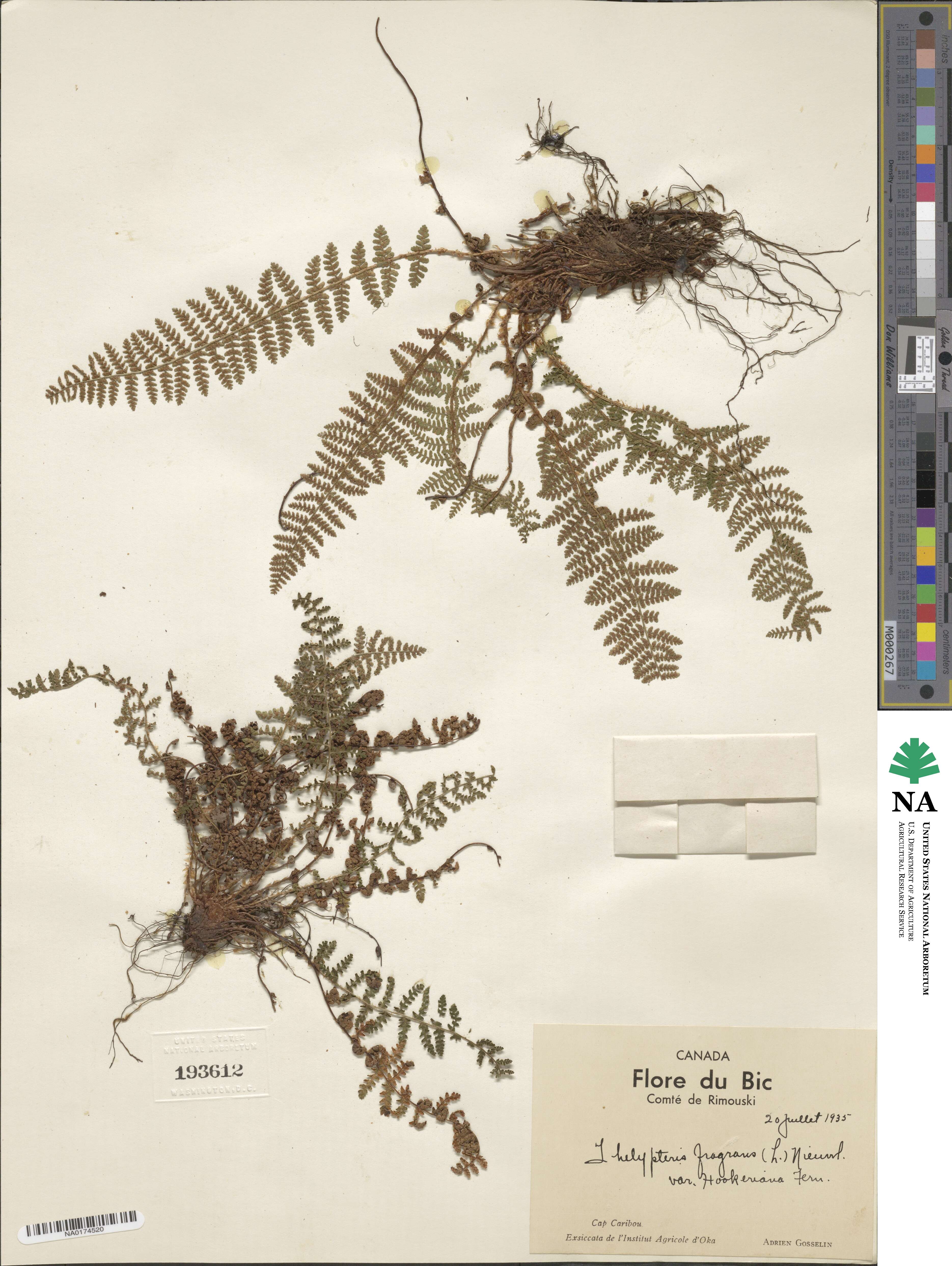 Dryopteris fragrans image