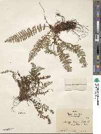 Dryopteris fragrans image