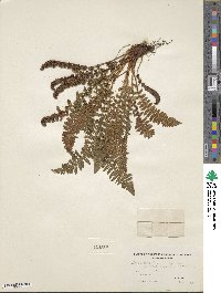 Dryopteris fragrans image