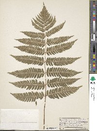 Dryopteris goldieana image