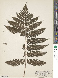 Dryopteris goldieana image