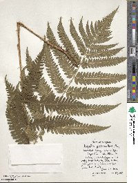 Dryopteris goldieana image