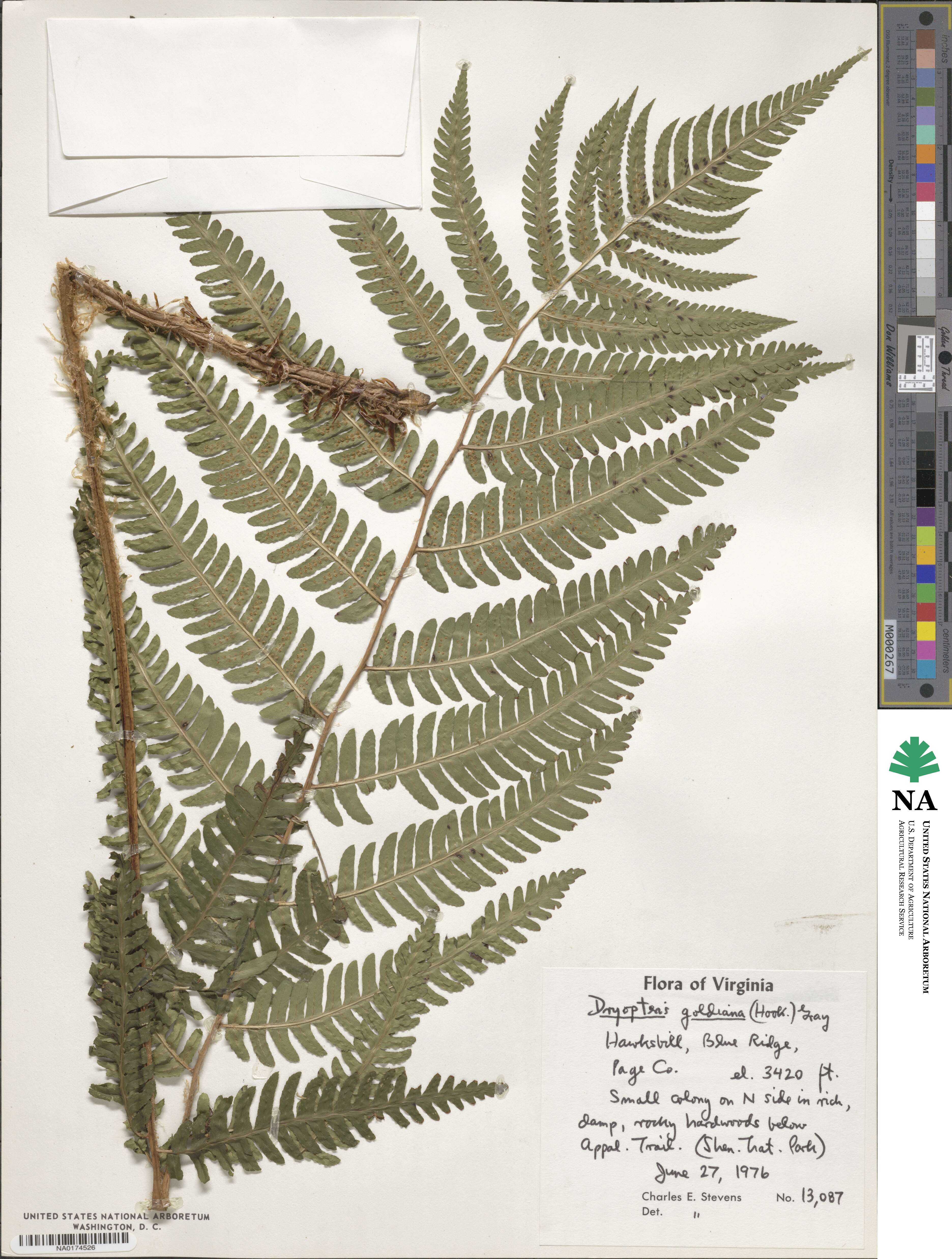 Dryopteris goldieana image