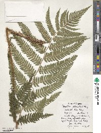 Dryopteris goldieana image