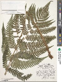 Dryopteris goldieana image