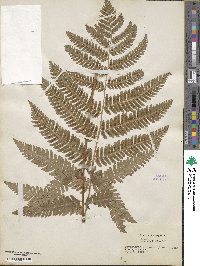 Dryopteris goldieana image