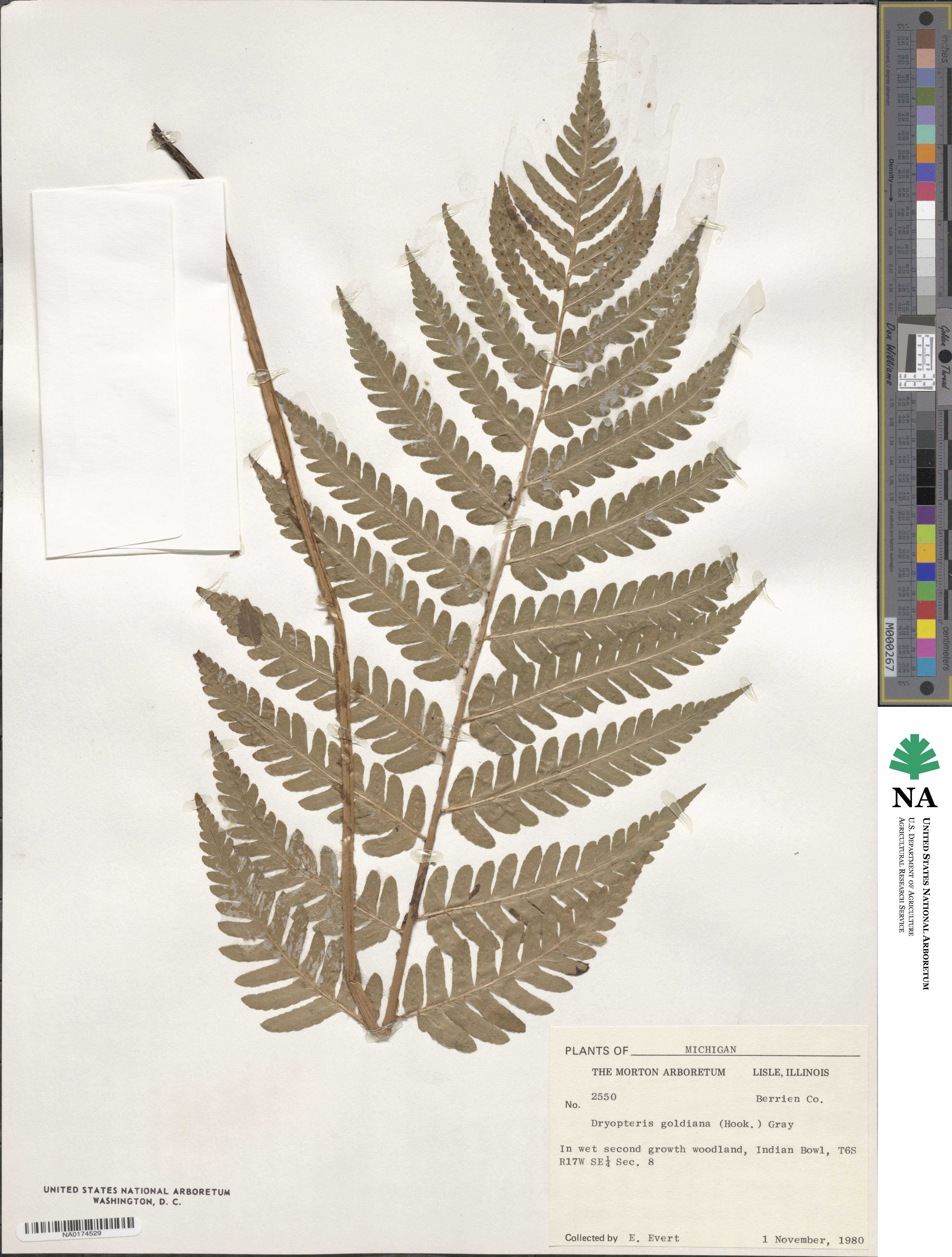 Dryopteris goldieana image