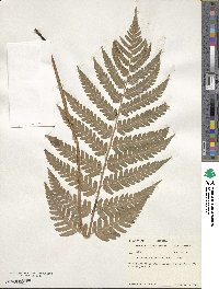 Dryopteris goldieana image