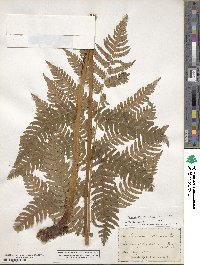 Dryopteris goldieana image