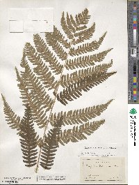 Dryopteris goldieana image