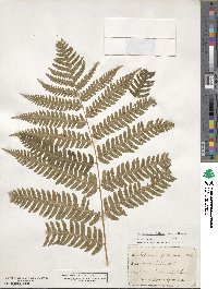 Dryopteris goldieana image