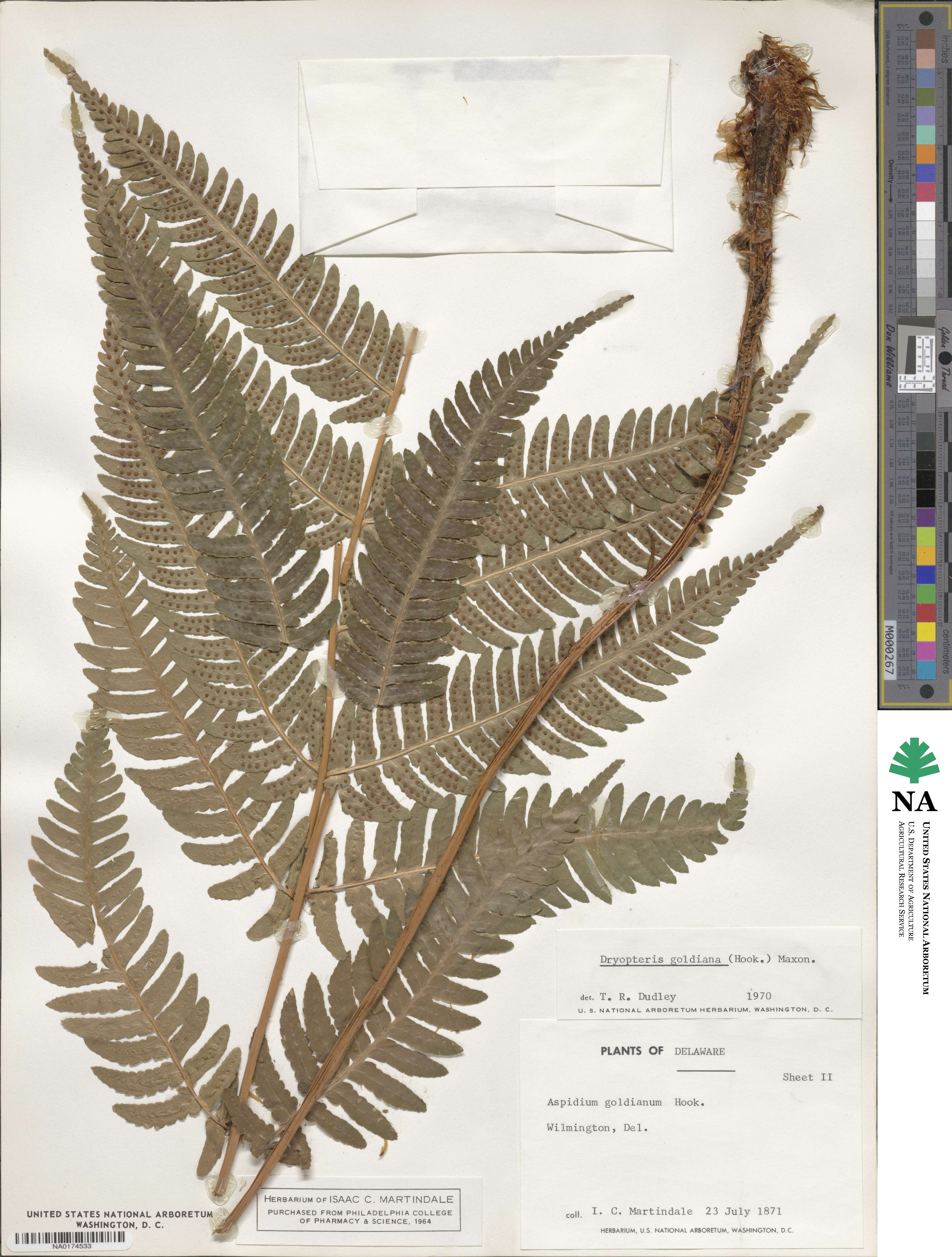 Dryopteris goldieana image