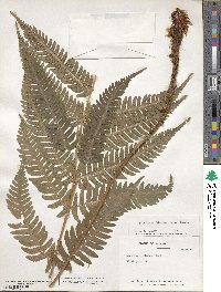 Dryopteris goldieana image