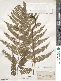 Dryopteris goldieana image