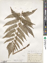 Dryopteris goldieana image