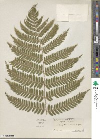 Dryopteris goldieana image